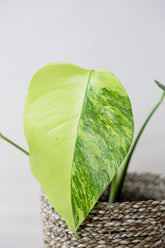 Monstera deliciosa aurea / yellow variegata